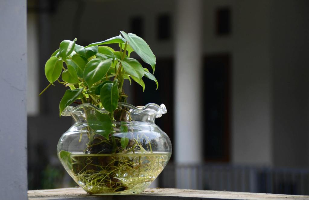 “Perché il Regolamento UE sulle Nuove Tecniche Genomiche deve essere emendato radicalmente per essere moralmente accettabile alla luce di Laudato&nbsp;Si’”